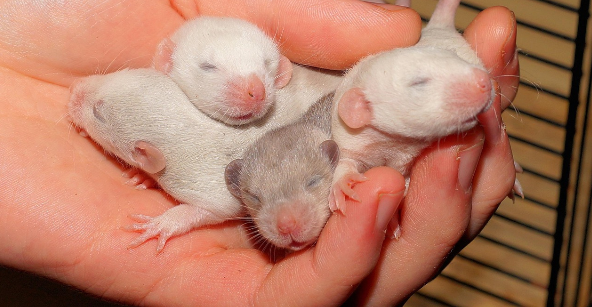 Baby rats